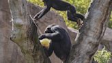 Chimpancés “conversan” como humanos, su ritmo rápido y mecánicas evolutivas similares