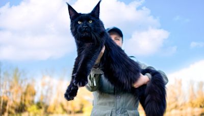 Massive Maine Coon Cat Gives Mom High Fives Like a True Pro