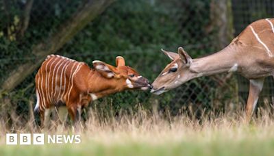 Marwell Zoo welcomes 'feisty' mountain bongo calf