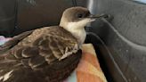 Local bird rescue provides update to ‘tragic bird die-off’ at Jacksonville beaches