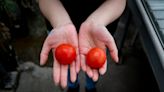 Gene-edited tomatoes could be a new source of vitamin D, study suggests