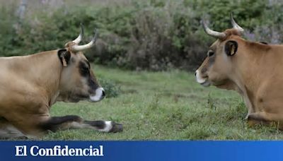 Muere una mujer tras ser golpeada por unas vacas en una granja de Egilaz (Álava)