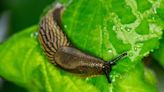 Best method to get rid of slugs using discarded item that doesn’t harm them