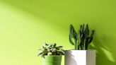 You probably haven't heard of these house plant products that start as low as $8