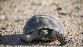 California's Mojave desert tortoises move toward extinction. Why saving them is so hard