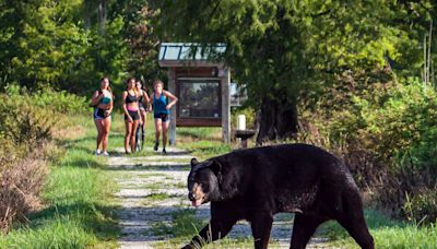 DeSantis signs bill allowing people to shoot Florida bears in self defense. What to know