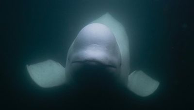 Beluga Whale Accused Of Being A Russian Spy Feared Shot To Death