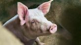 Pigs aren't the future of organ transplants—stop acting like they could be