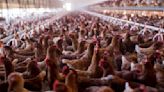 Avian flu outbreak raises a disturbing question: Is our food system built on poop?