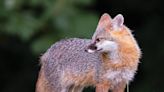 Gray fox population is declining in Iowa. The DNR wants your help to find out why.
