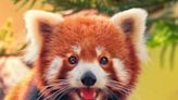 Red Panda's Gentle Way of Enjoying a Snack Is Such a Timeline Cleanse