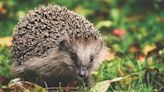 Hedgehog Enjoying a Mini Ball Pit Is an Adorable Timeline Cleanse