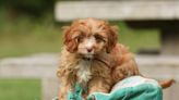 Cavapoo Puppies: Cute Pictures and Facts