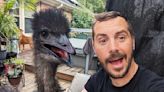 Emotional support emu in man's home sparks legal fight: 'I needed this bird'