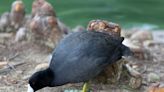 You've coot a friend in me: How this weird-looking bird became pals with the ducks at Myriad Botanical Gardens