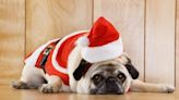Family That Forgot To Include Pug on Christmas Card Faces Hilarious Clapback From Loved Ones