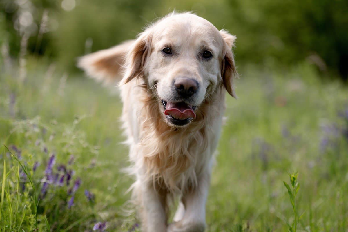 Golden Retriever Finds a Squawking Baby Bird and Isn’t Sure What to Think of It