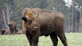 European Bison can adapt well to the Mediterranean climate of southern Spain, analysis suggests