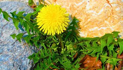 Stop using vinegar as there is a better natural method to remove patio weeds