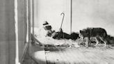 El coyote de Beuys: a 50 años de una performance provocativa
