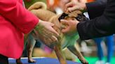 Crufts to bring in breathing tests for flat-faced dogs