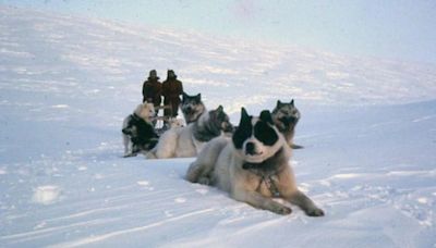 El auge y extinción del perro polar argentino: hizo historia en la Antártida y tuvo un repentino final