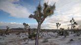 California protects its Joshua trees. A new bill could allow more to be cut down