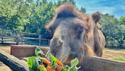 頑皮世界特製月餅 園區動物獨享