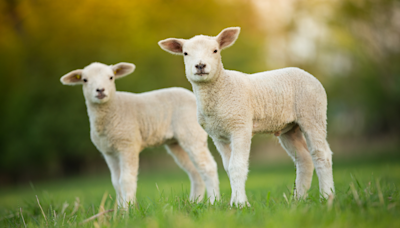 Video of Baby Lambs Acting Up While Moms Are Eating Are Just So Kid-Like