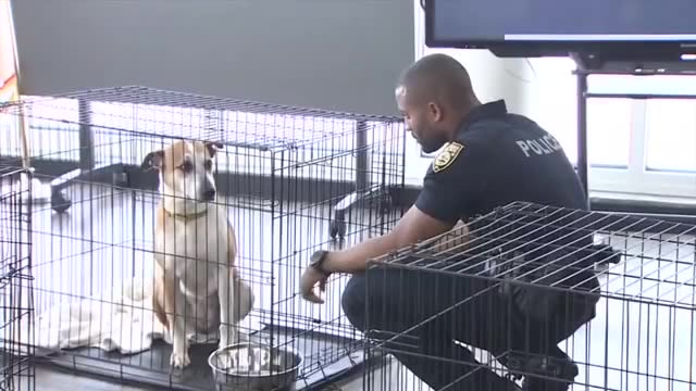 Miami Beach Police, Miami-Dade Animal Services team up for 4th pet adoption event - WSVN 7News | Miami News, Weather, Sports | Fort Lauderdale