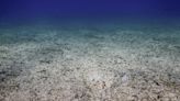 Scientists find concerning accumulation of pollution in ocean: 'The ocean floor has become a resting place, or reservoir'