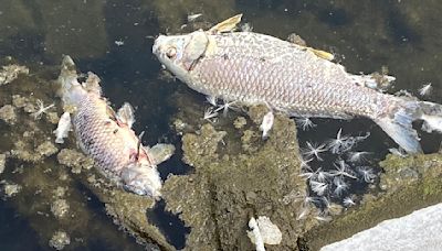 Northeast Iowa creek has second mystery fish kill