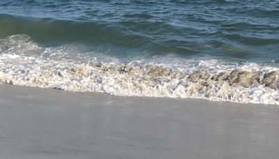 Man charged with animal cruelty after incident with seagull on Wildwood boardwalk