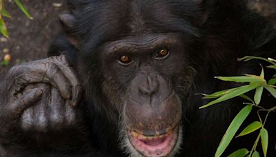 Zoo Chimpanzee Dies After Suffering Injuries in Fight with Other Primates at Facility