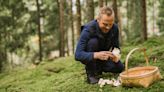 "When in doubt, throw it out" warn experts after hiker poisoned by wild mushrooms