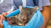 Orphaned Baby Wombat Snuggling in Manmade 'Pouch' Will Melt Anyone's Heart