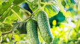 8 Plants You Should Never Grow Next to Your Cucumbers