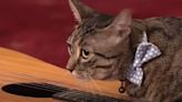 Poor Cat Bombs In 'Tonight Show' Pet Segment And Gets Zinged By Jimmy Fallon