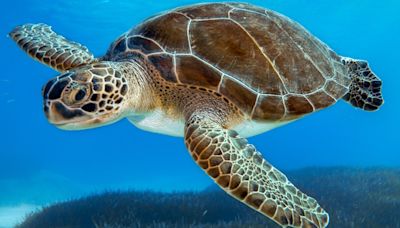 North Carolina wildlife officials want public input on sea turtle conservation plan