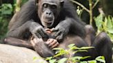 Los chimpancés siguen aprendiendo hasta la edad adulta