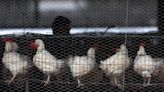 México reporta primer caso humano de gripe H5N2, según la Organización Mundial de la Salud