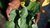 The State Of Black Farming: Black Farmers And Legislators Calling For Debt Relief And Assistance Programs From The USDA