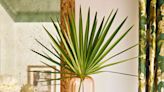 4 Simple Arrangements Starring Bold And Beautiful Palms