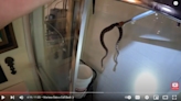 Escalofriante: descubren serpientes enroscadas detrás de pared de casa de Arizona