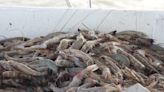 Stricter labeling standards for imported seafood move forward