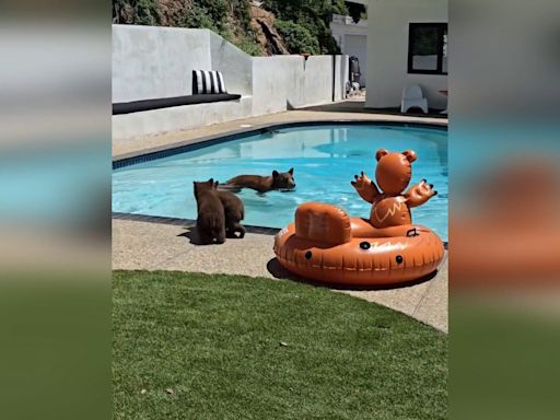 Family of bears take a swim, cool off in pool of Southern California home: Watch video