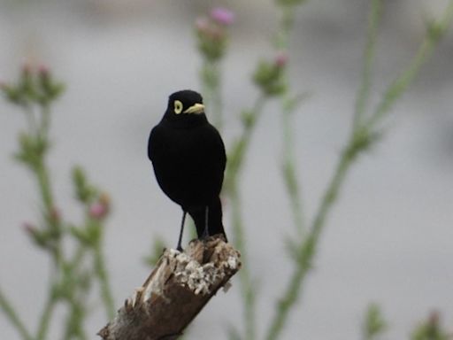 Organizaciones luchan por la conservación del humedal Río Teno