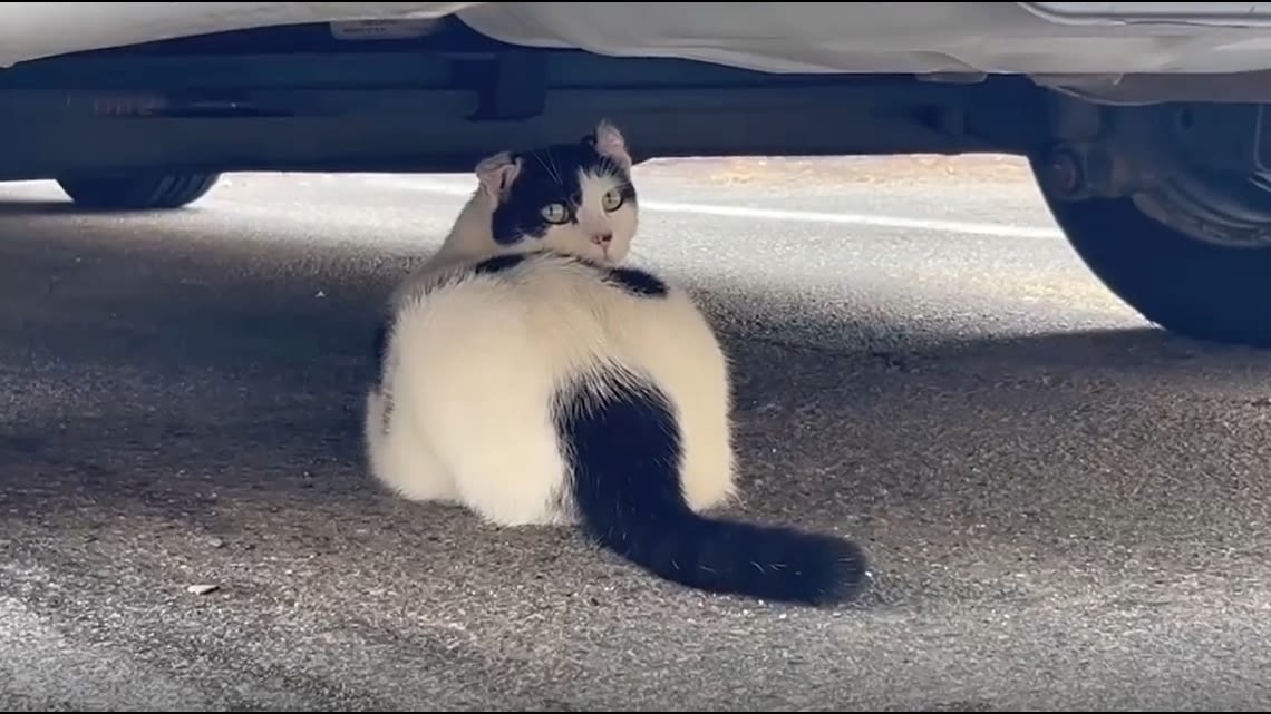 Volunteers working to save stray cats at east Charlotte apartment complex