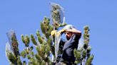 ‘Keystone’ mountain pine of US West earns endangered species protections