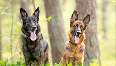 German Shepherd Herding Her Grumpy Brother Away From Mom Is Total Sibling Energy